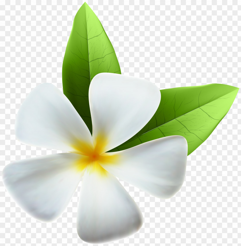 White Exotic Flower Clip Art Image PNG
