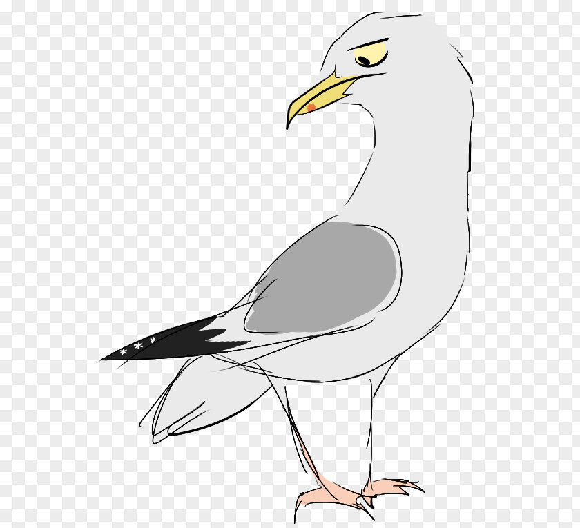 Bird European Herring Gull Gulls Of Prey Beak PNG