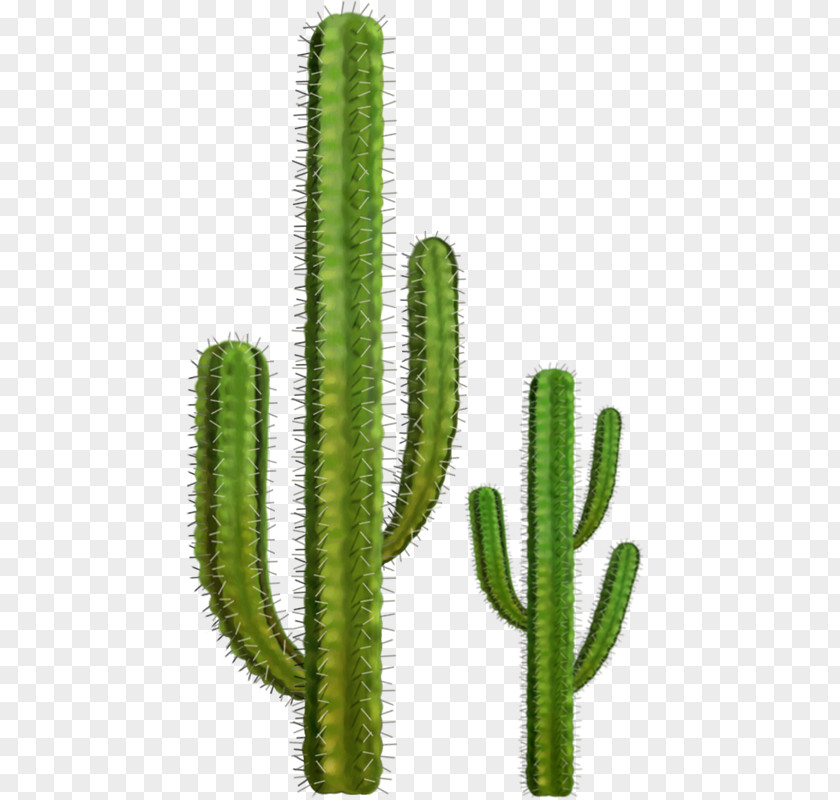 Cactuse Cactaceae Clip Art PNG