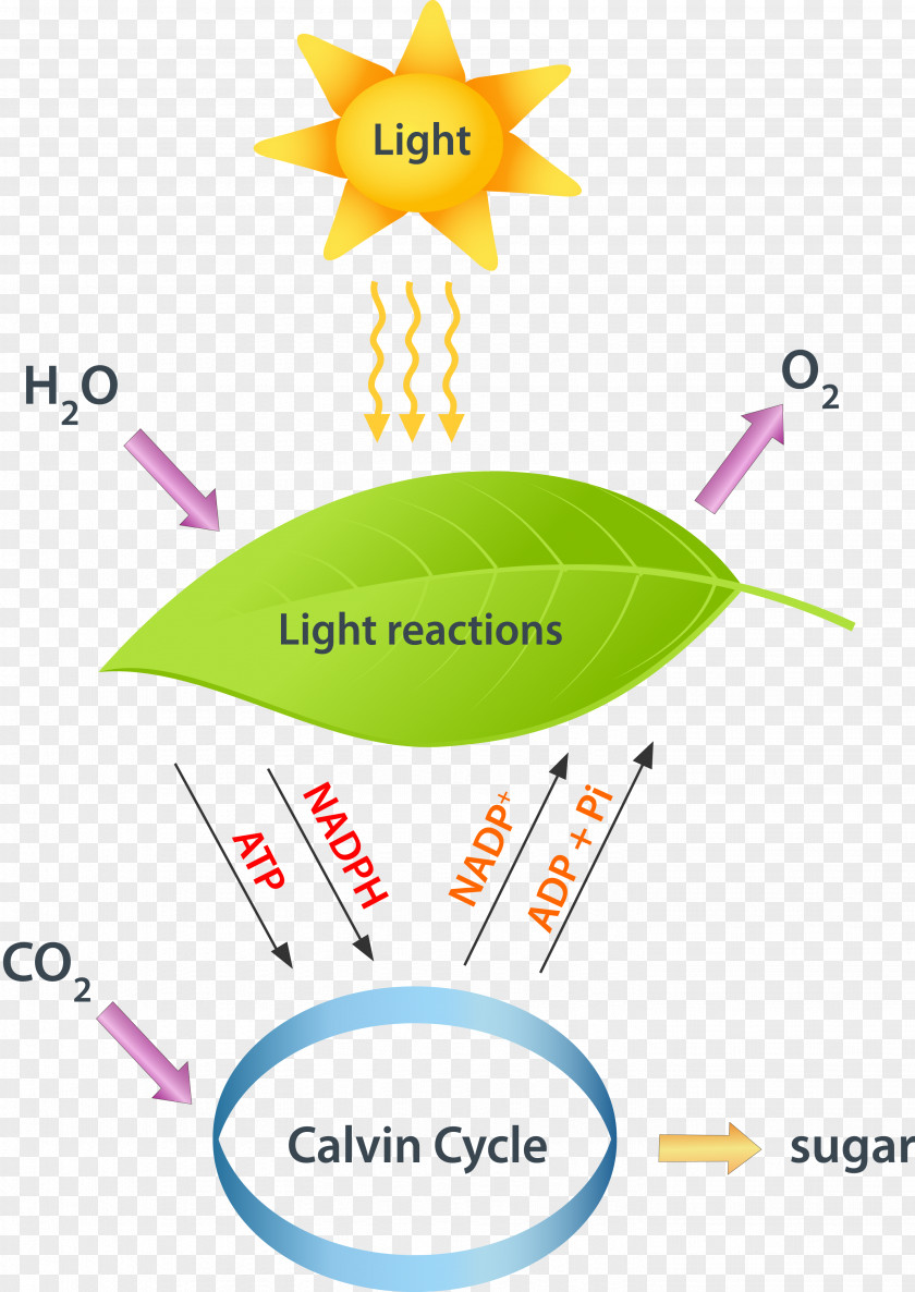 Cycle Light-dependent Reactions Photosynthesis Light-independent Calvin PNG