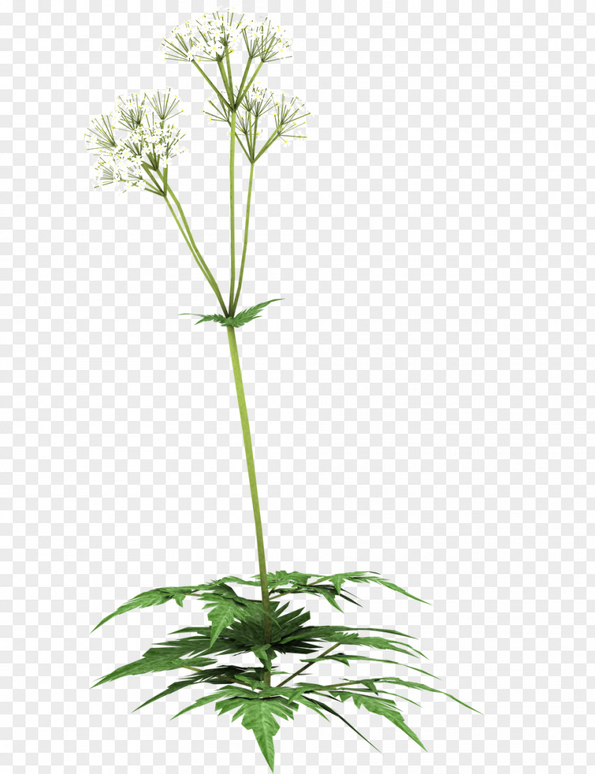 Parsley Pesto Cow Plant Herb PNG