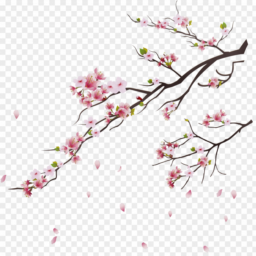 Plant Stem Pedicel Cherry Blossom Tree Drawing PNG