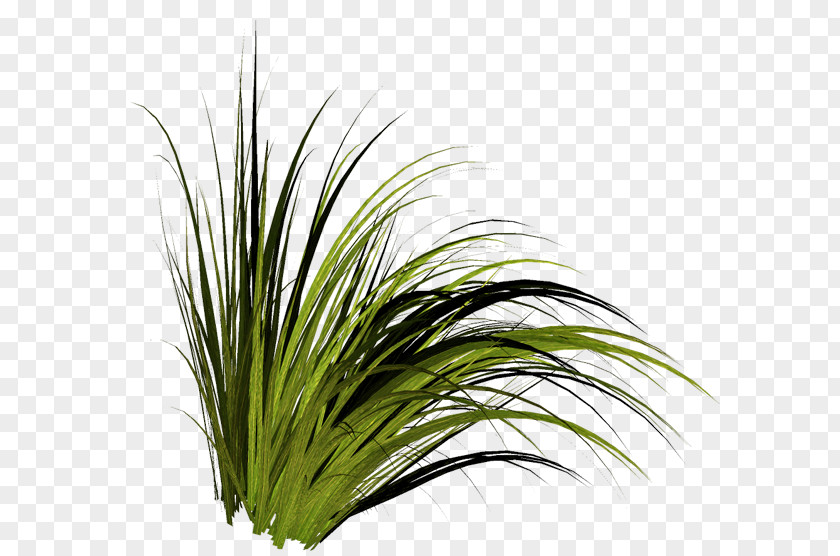 Tree Grasses Clip Art PNG