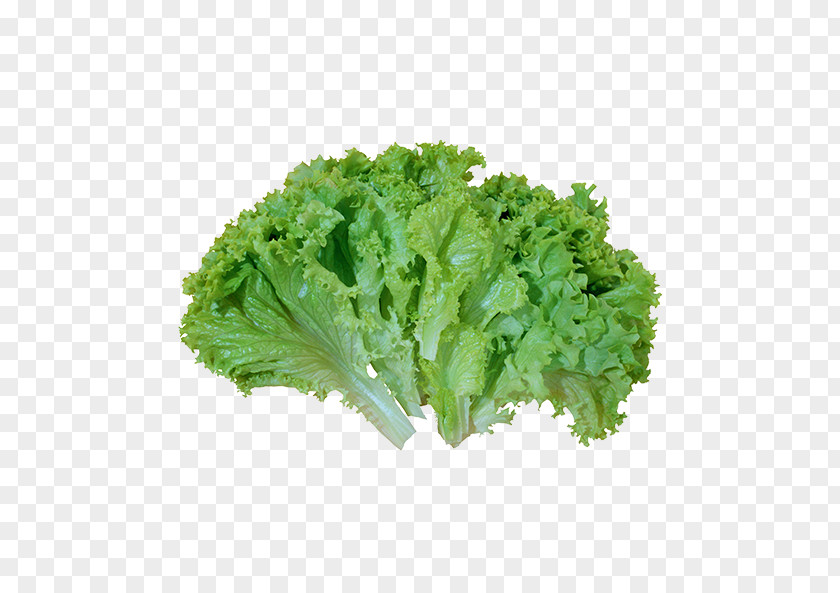 Vegetable Caesar Salad Leaf Lettuce PNG