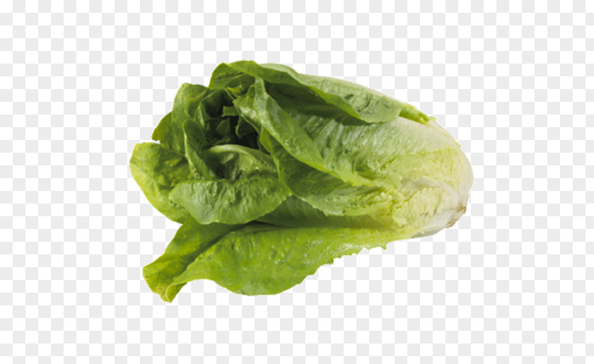 Vegetable Romaine Lettuce Spinach Chard Leaf PNG