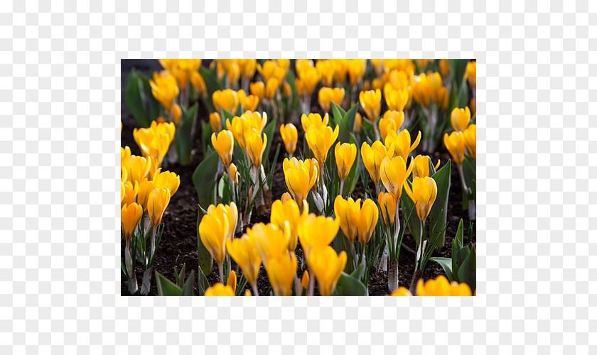 Crocus Flowering Plant Tulip Petal PNG