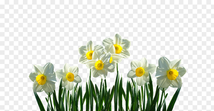 Gradute Easter Lily Spring Bulbs Flower Wild Daffodil PNG