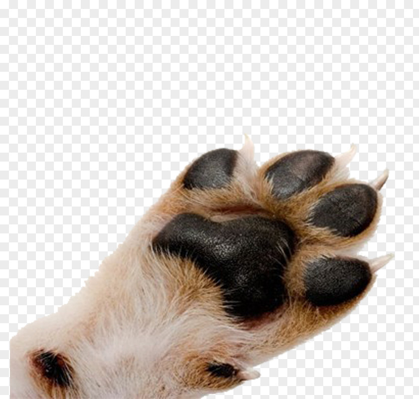 Indian Hair Smelling Melon Pug Cat Paw Pet Dewclaw PNG