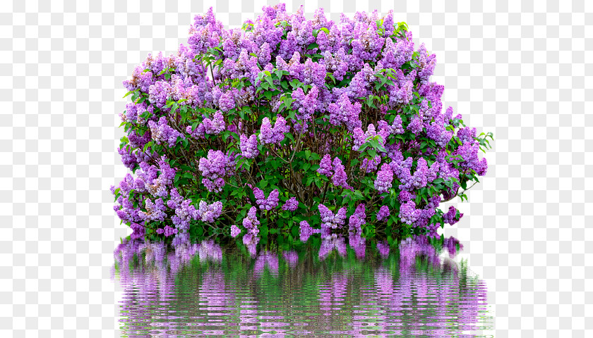 Lilac Watercolor Flowers Common Shrub Pruning Cutting PNG