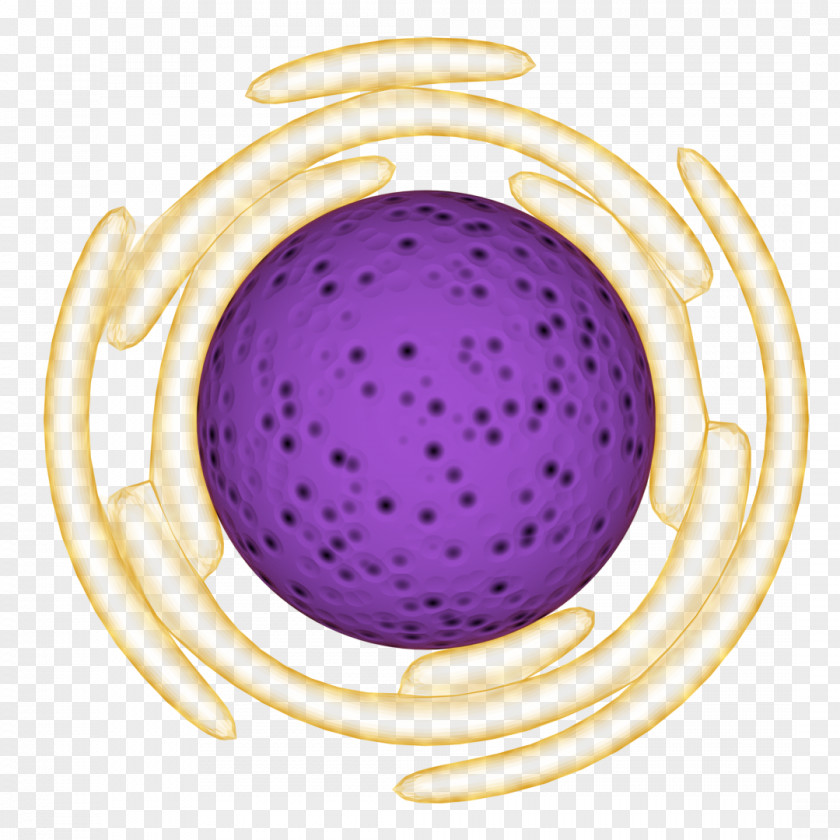 Organelle Cell Nucleus Image PNG