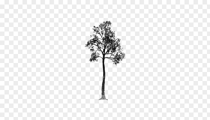 Realistic Tree Pine Family Leaf Plant Stem Flowering PNG