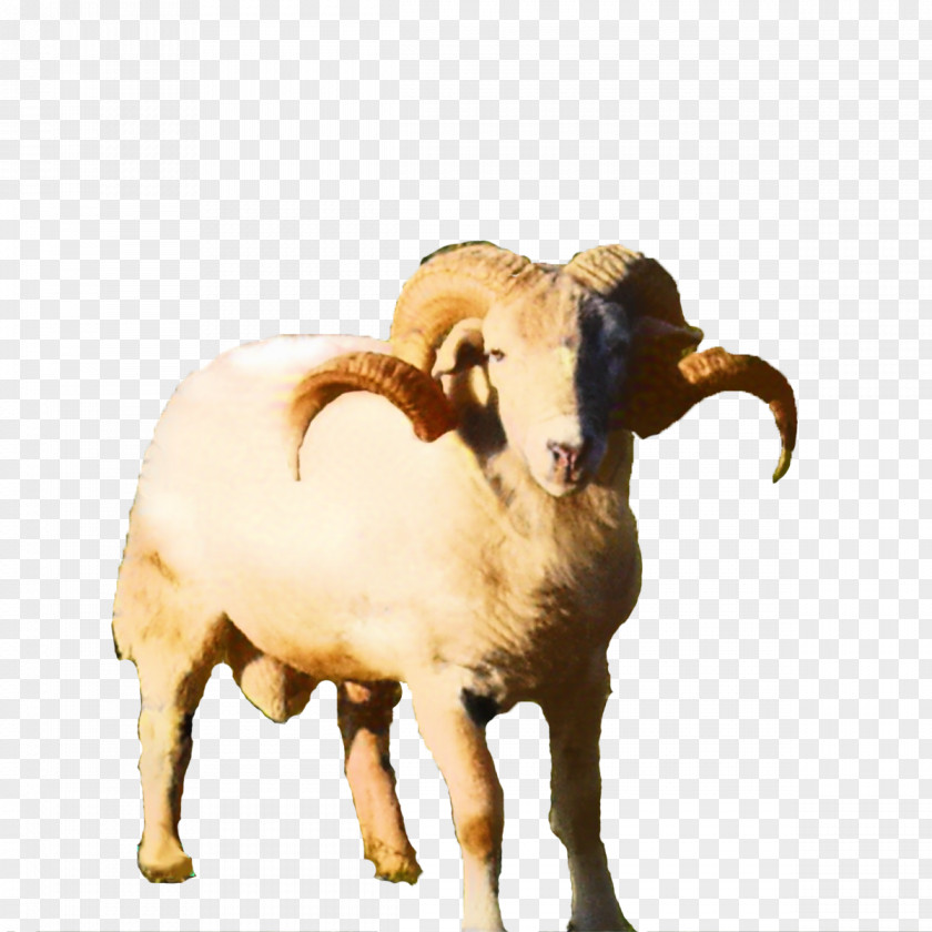 Sheep Cattle Goat Terrestrial Animal Snout PNG