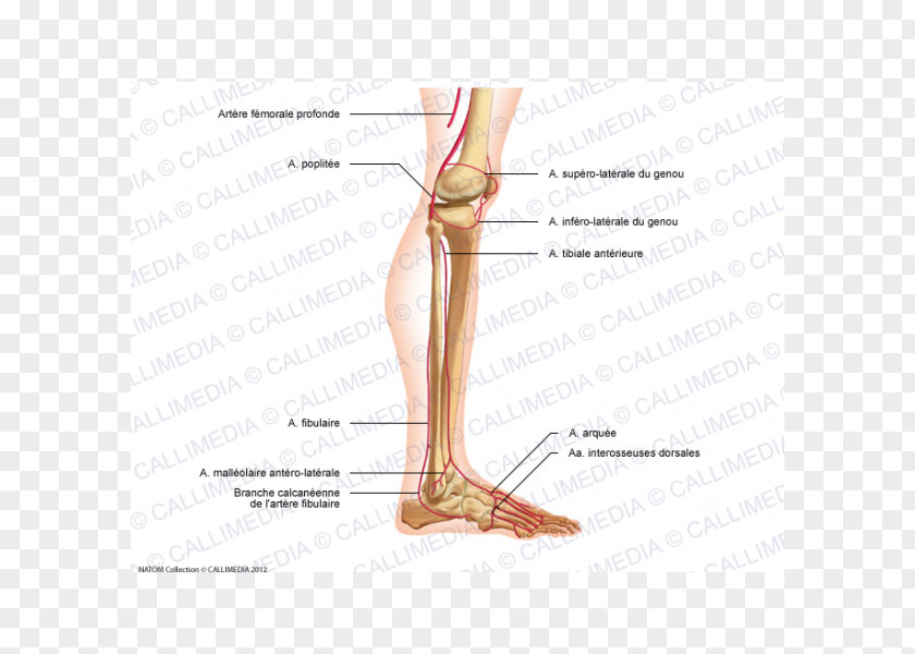 Thumb Foot Human Leg Knee Thigh PNG leg Thigh, Arcuate Arteries Of The Kidney clipart PNG