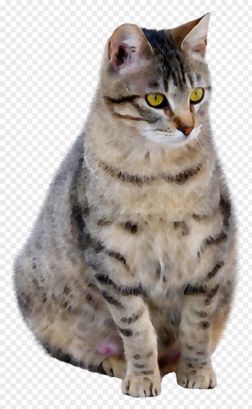 American Shorthair Clip Art British Tabby Cat PNG