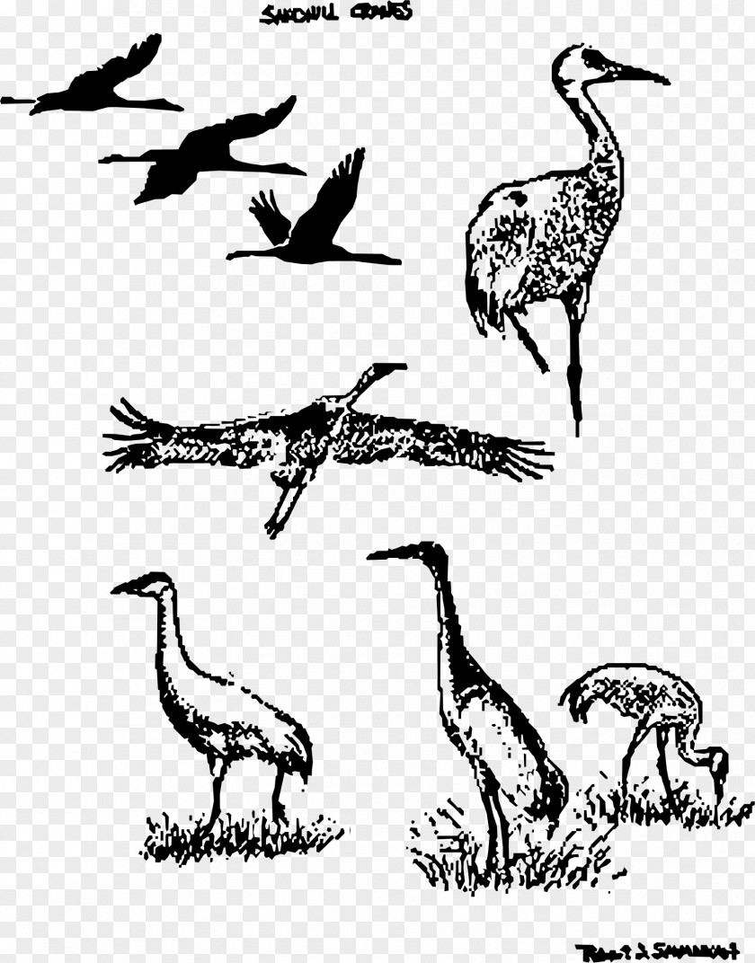 CRANE BIRD Sandhill Crane Bird Drawing PNG