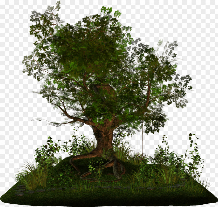 Fir-tree Tree Arecaceae Branch Bonsai PNG