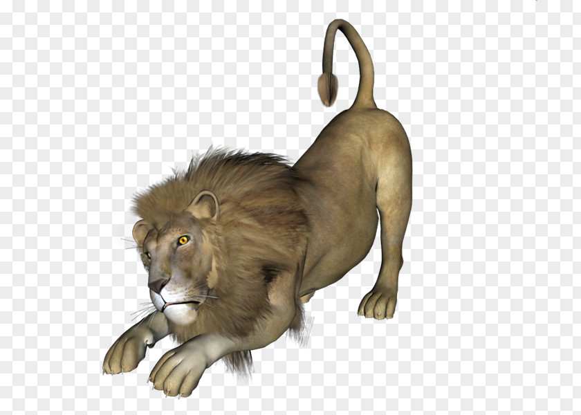 Leones Lion Blog PhotoScape PNG