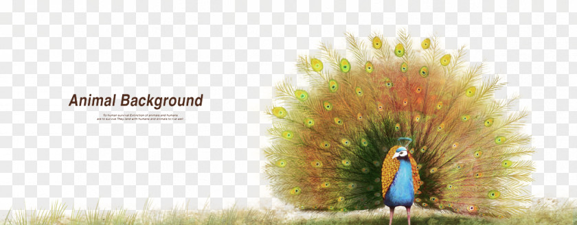 Peacock Graphic Design Peafowl Tiger PNG