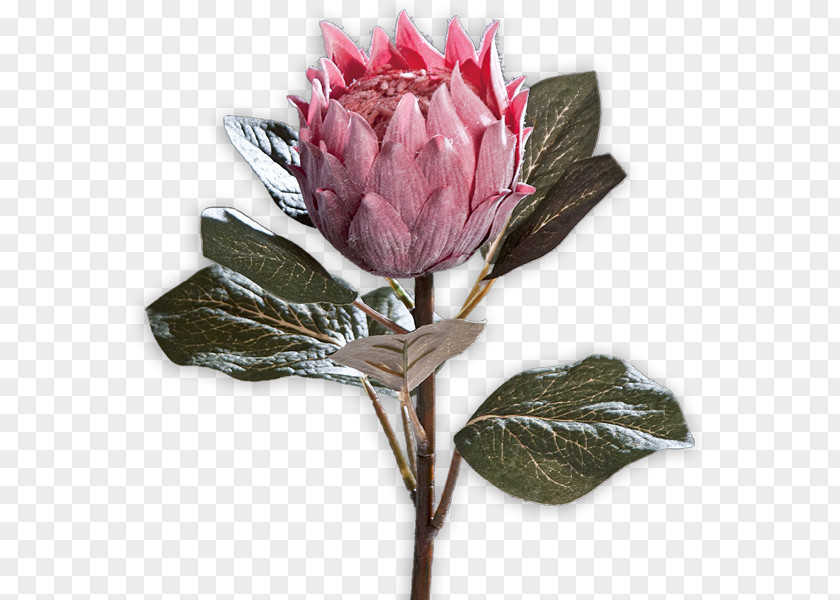 Protea Cabbage Rose Cut Flowers Sugarbushes Petal Bud PNG