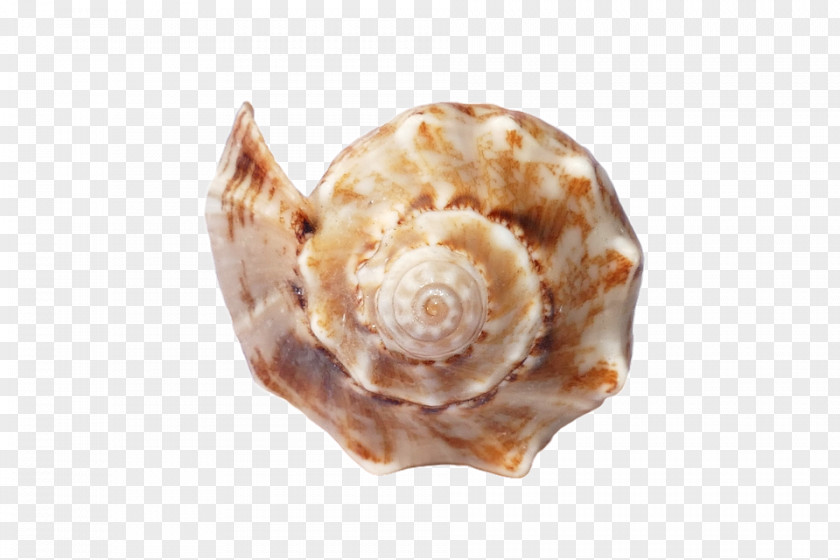 Sea Shore Seashell Sand Mollusc Shell Canvas Print PNG