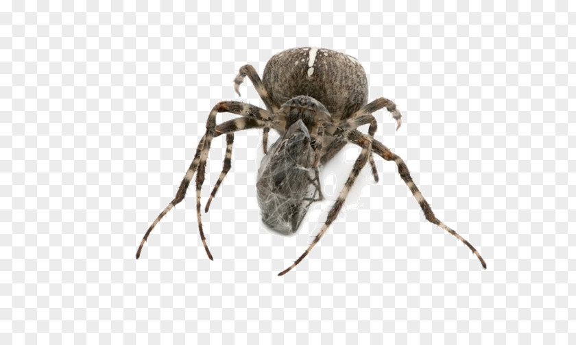 Spiders Insects Wolf Spider Insect Tarantula PNG
