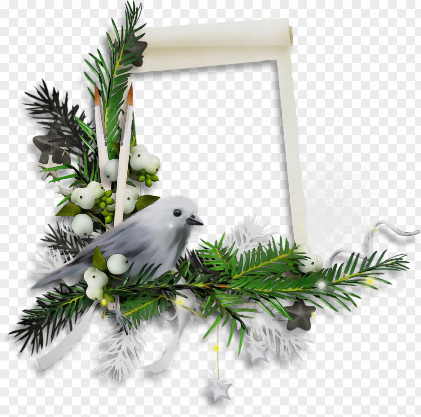 Twig Pine Family Feather PNG