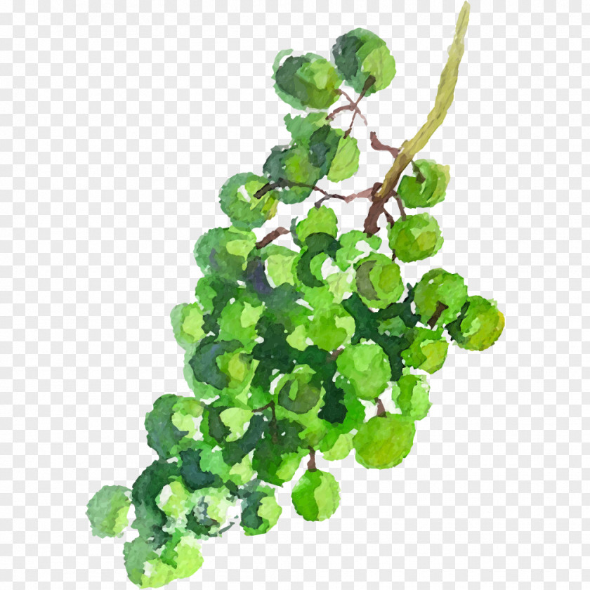 A Bunch Of Green Grapes Grape Juice Auglis PNG