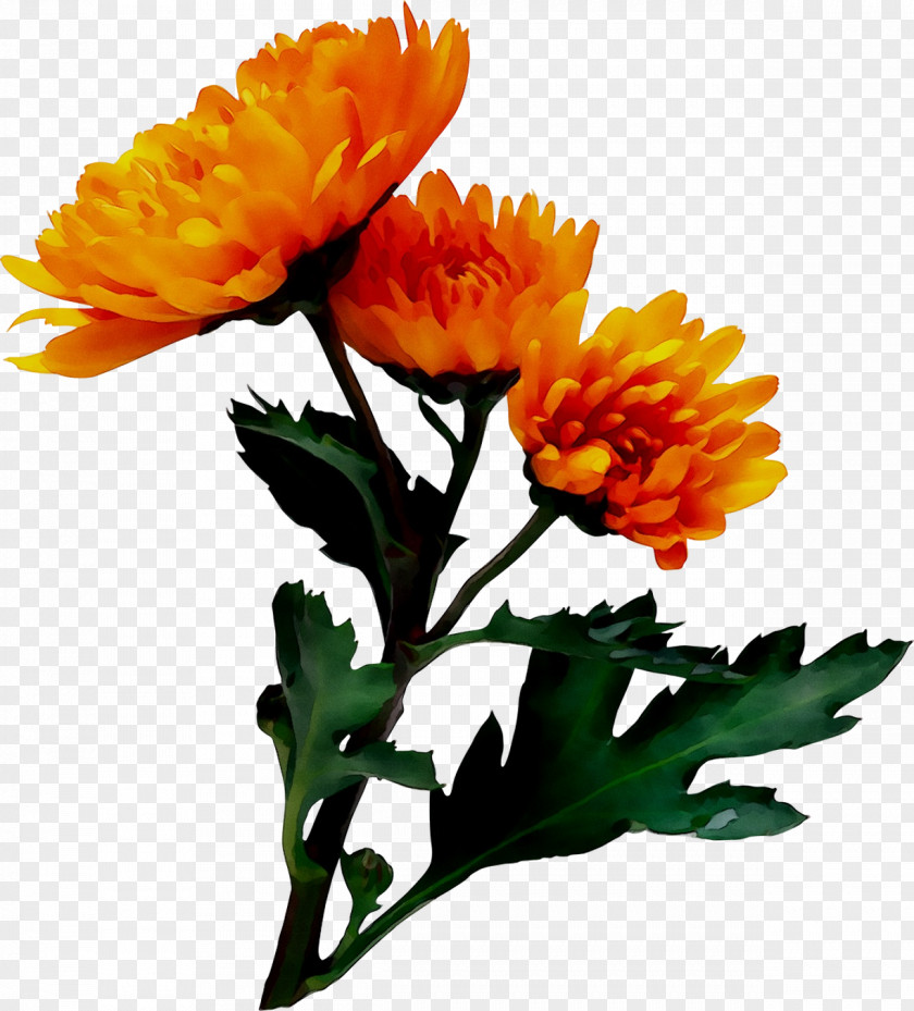 Chrysanthemum Cut Flowers Floral Design Pot Marigold PNG