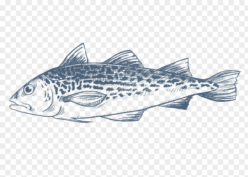 Fish Sardine Salmon Cod Products PNG