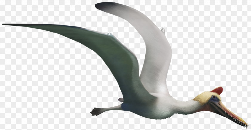 Guidraco Boreopterus Jiufotang Formation Flying Reptiles Pterosaurs PNG