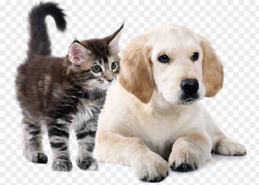 Happy Father's Day Golden Retriever Puppy Cat Dog Breed Whiskers PNG