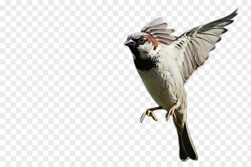 Songbird Perching Bird Beak Wing Finch PNG