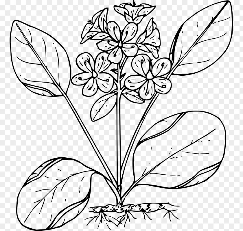 Spring Illustration Flower Floral Design Black And White PNG