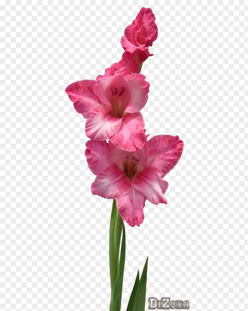 Gladiolus Photography Ansichtkaart Plant Stem UCoz PNG