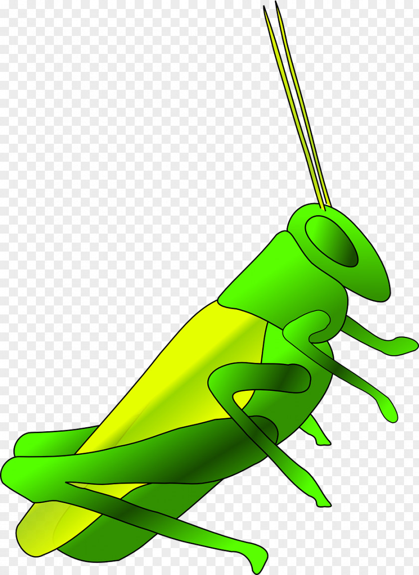 Green Grasshopper Jiminy Cricket Insect Clip Art PNG