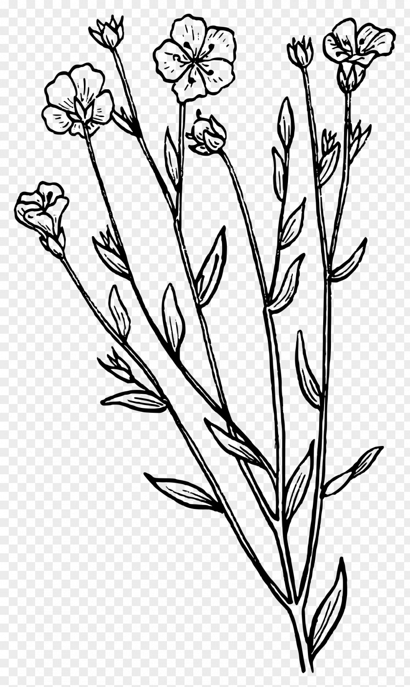 Herbs Biology Botany Clip Art PNG