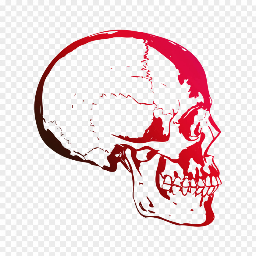 Skull Human Tiger Brain Anatomy PNG