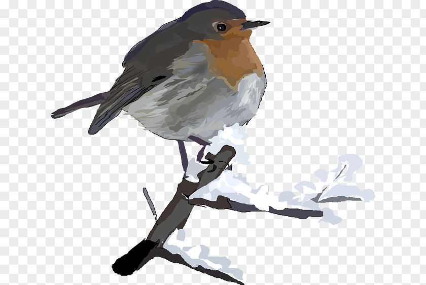 Bird European Robin Clip Art PNG