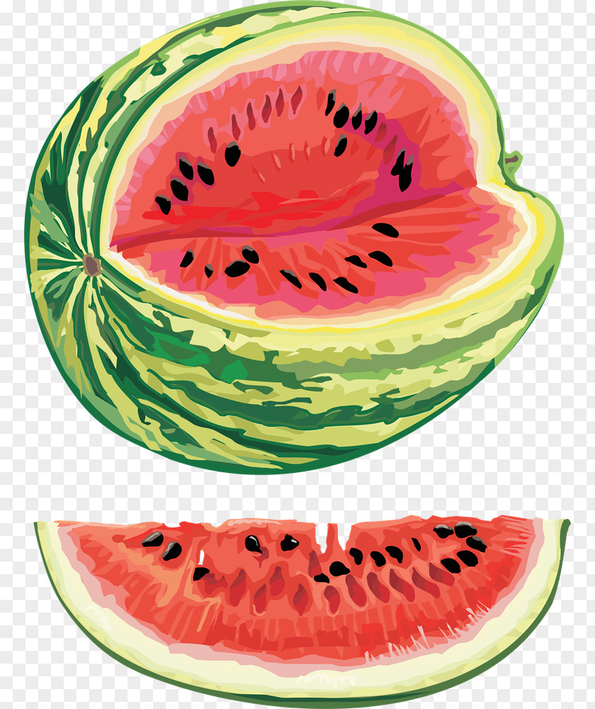 Cantaloupe Watermelon Seed Oil Clip Art PNG