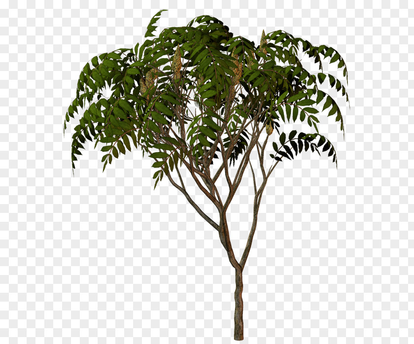 Palm Trees Flowerpot Houseplant Plant Stem Branching PNG