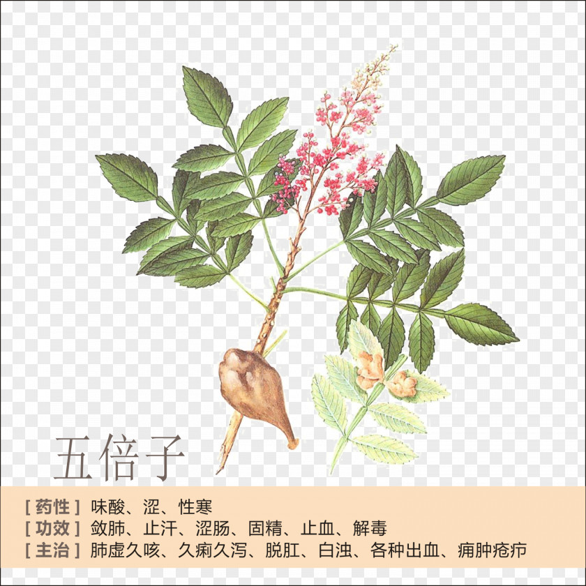 Gallic Profile Tea China Rhus Chinensis Acid PNG
