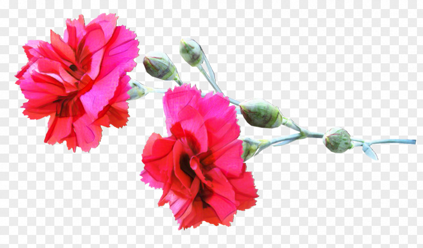 Carnation Cut Flowers New Mexico State Bird PNG