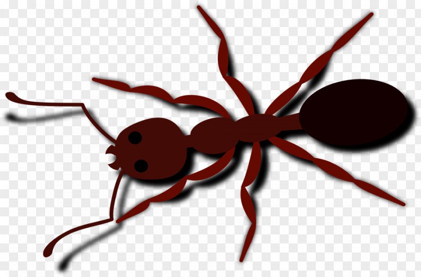 Cartoon Ant Clip Art PNG