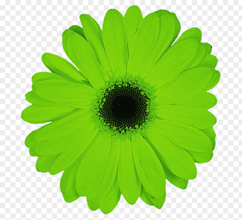 Gerbera Transvaal Daisy Family Green Flower Common PNG