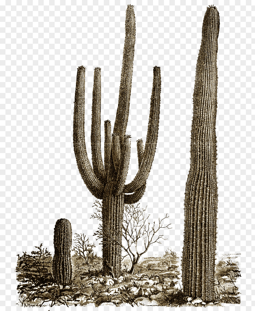 Cactus 8 Cactaceae Saguaro PNG