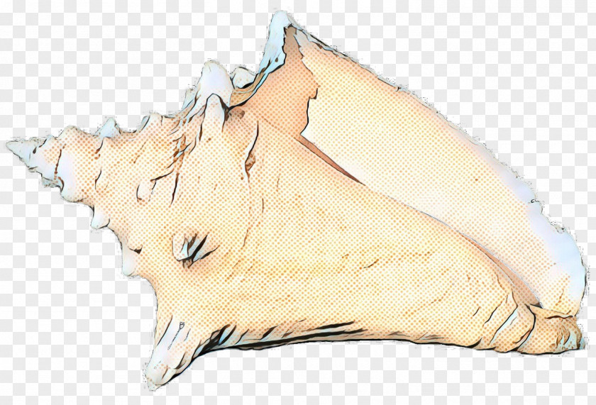 Jaw Conch Shankha PNG