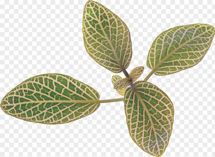 Leaf Bladnerv Plant Information PNG