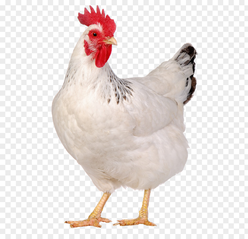 Egg Solid White Rhode Island Buffalo Wing Chicken As Food Galliformes PNG