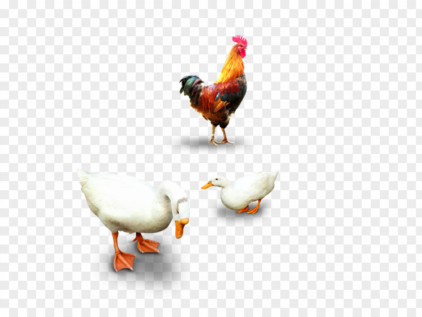 Chickens And Ducks Chicken Duck Domestic Goose PNG