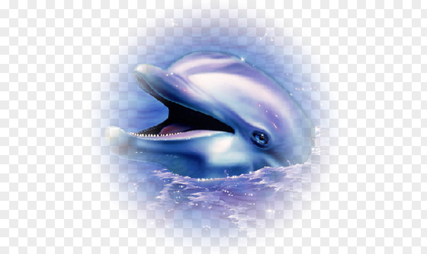 Dolphin Common Bottlenose Animal Drawing Clip Art PNG